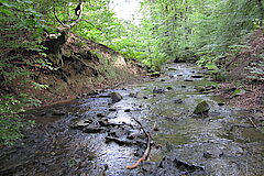 Die Gelpe © Biologische Station Mittlere Wupper