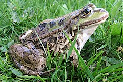 Teichfrosch © Hermann-Josef Windeln