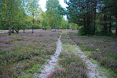 Sandweg durch Heidelandschaft © Biologische Station Kreis Paderborn-Senne