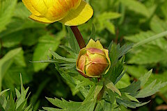 Trollblume © Biologische Station HSK