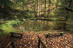 Wertvoller Lebensraum © Regionalforstamt Siegen-Wittgenstein