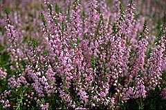 Blühende Besenheide © NABU-Naturschutzstation Münsterland e.V.