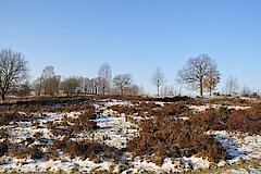 Trupbacher Heide im Winter © Peter Fasel