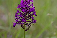 Pyramiden-Spitzorchis © Biologische Station Kreis Steinfurt e.V.