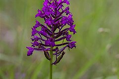 Pyramiden-Spitzorchis © Biologische Station Kreis Steinfurt e.V.