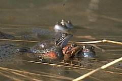 Grasfroschpaarung © Biologische Station im Kreis Euskirchen