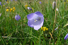 Rundblättrige Glockenblume © Biologische Station Gütersloh-Bielefeld