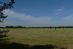 Abgeerntete Naturschutzwiese in der Düffel © Daniel Doer