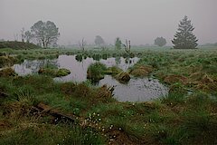 Nebel im Hohen Venn bei Mützenich © Dirk Neidhardt