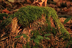 Zersetzung der Stubben durch Pilze und Moose © Regionalforstamt Siegen-Wittgenstein