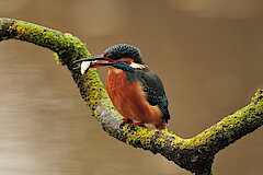 Eisvogel © Hans Georg Wende