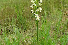 Grünliche Waldhyazinthe auf einer Magerwiese © Peter Fasel