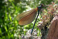 Blauflügel Prachtlibelle © Axel Schulte