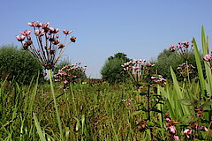 Schwanenblume © M. Brühne