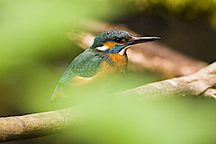 Eisvogel © Frank Grawe