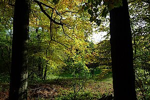Sonnige Lichtung