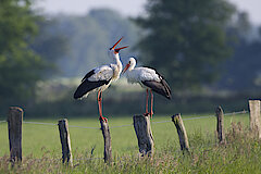 Weißstorch © Hans Glader