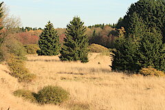 Wald und Wiesen im Wechsel © Regionalforstamt Siegen-Wittgenstein