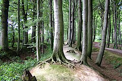 Historische Landwehr in den Baumbergen © Birgit Stephan