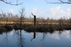 Blick übers Venn © J. Arnold