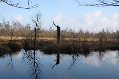 Blick übers Venn © J. Arnold