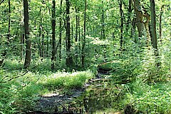 Rotbachaue © Biologische Station Westliches Ruhrgebiet