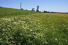 Wiese am Deichfuss © Corinne Buch