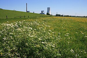 Wiese am Deichfuss