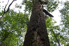 Alter Baumbestand © NABU Naturschutzstation Münsterland e.V.