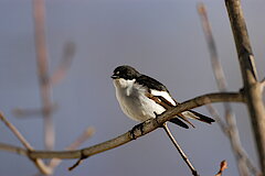 Trauerschnäpper © NABU Naturschutzstation Münsterland e.V.