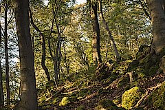 Wald bei Melbecke © Naturpark Sauerland Rothaargebirge - Kerstin Berens