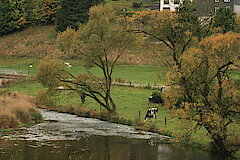 Kühe sind die Landschaftspfleger an der Eder © Regionalforstamt Siegen-Wittgenstein