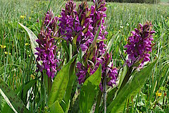 Breitblättriges Knabenkraut © Biologische Station Städteregion Aachen e.V.