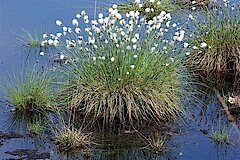 Scheidiges Wollgras © Biologische Station Kreis Steinfurt e.V.