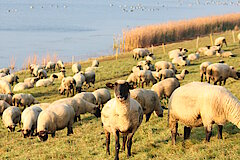 EU-Vogelschutzgebiet Alfsee © M. Schnieders