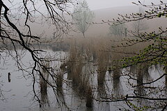 Ehemaliger Fischteich im Vorfrühling © NaturFreunde Düsseldorf e.V.