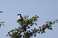 Neuntöter auf einem Weißdorn © NABU NRW