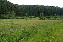 Am Wilsambach im Kyllquellgebiet © Biologische Station im Kreis Euskirchen e.V.