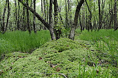 Bruchwald mit Torfmoosen © Biologische Station Oberberg