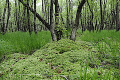 Bruchwald mit Torfmoosen © Biologische Station Oberberg