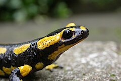 Feuersalamander © Martin Schlüpmann