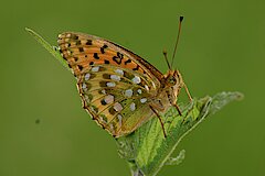 Großer Perlmuttfalter © Werner Schubert