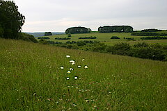 Heckenlandschaft © Biologische Station HSK