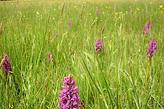 Breitblättriges Knabenkraut © Biologische Station im Kreis Euskirchen e.V.