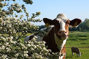 Neugierige Kuh neben blühendem Weißdorn