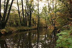 Auenwald an der Sieg © Regionalforstamt Siegen-Wittgenstein