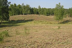 Teverner Heide © Lars Delling