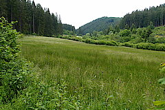 Am Wilsambach im Kyllquellgebiet © Biologische Station im Kreis Euskirchen e.V.