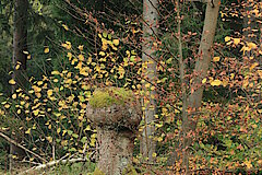 Naturnaher Wald © Regionalforstamt Siegen-Wittgenstein