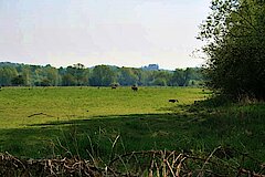 Wiesen mit Rehen und Kanadagänsen © Corinne Buch